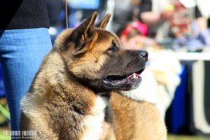 akita amerykańska, american akita