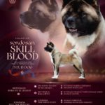 STUD DOG AMERICAN AKITA