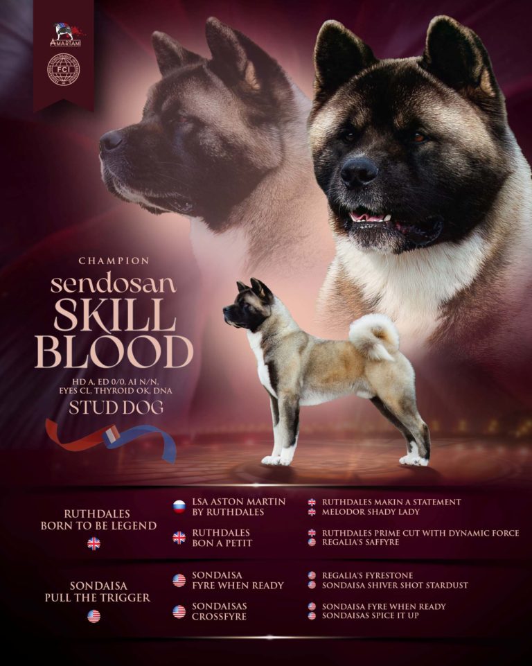 STUD DOG AMERICAN AKITA