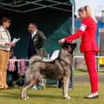 Akita amerykańska Amartami