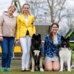 Akita amerykańska Amartami