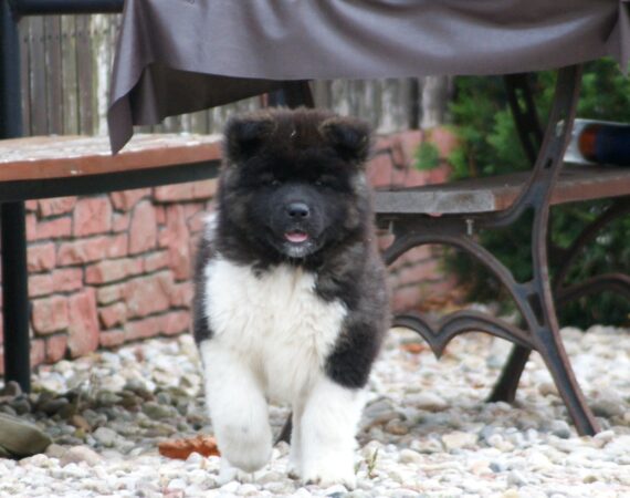 szczenięta na sprzedaż