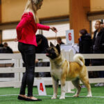 REBIRTH OFTHE ELF DES GARDIENS DE L'ARCHE DE NOE