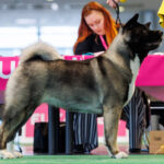 Amartami READY FOR BEAUTIFUL MADNESS