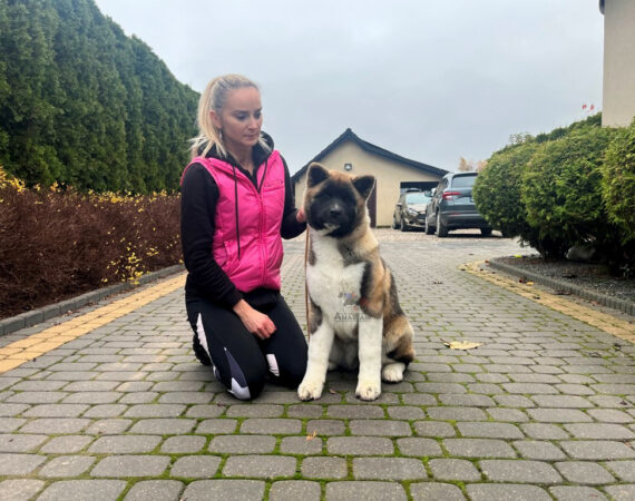 Akita amerykańska Amartami