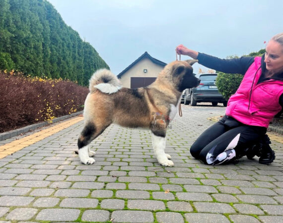 Akita amerykańska Amartami