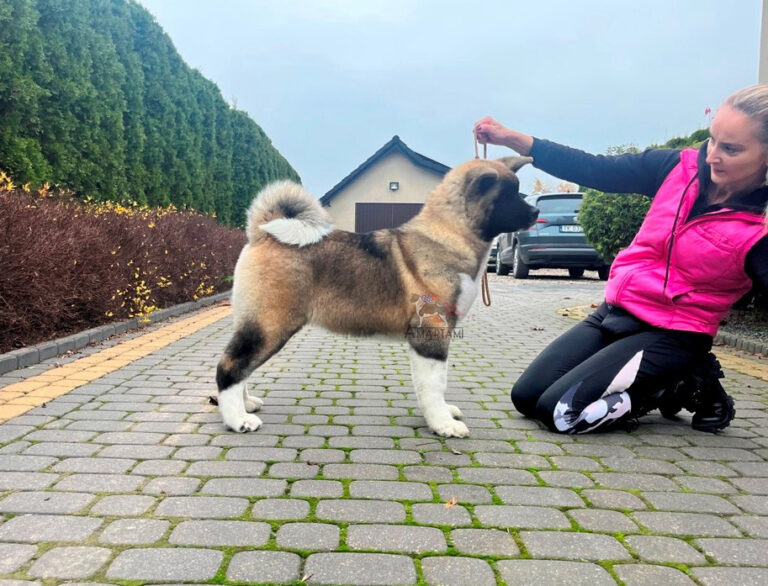 Akita amerykańska Amartami
