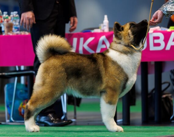 Akita amerykańska Amartami