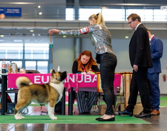 Akita amerykańska Amartami