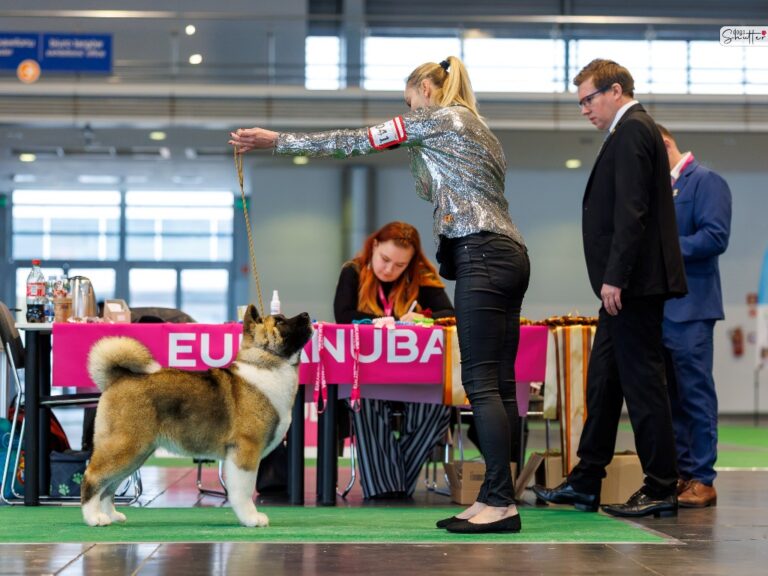 Akita amerykańska Amartami