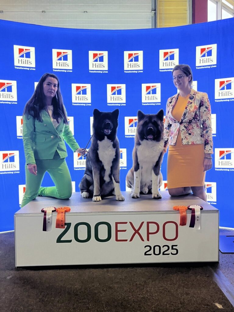 Akita amerykańska Amartami