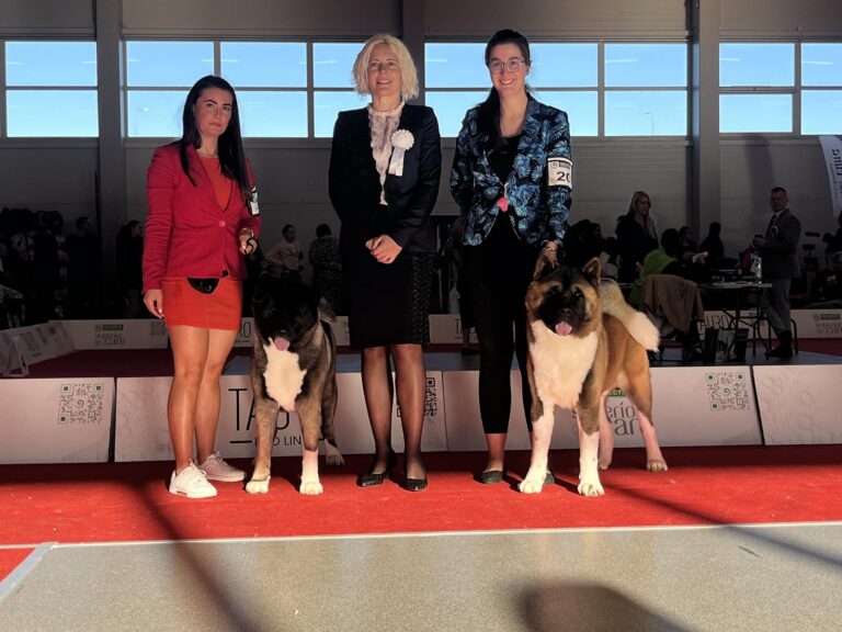 Akita amerykańska Amartami