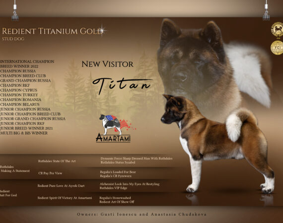 Akita Amerykańska (1)