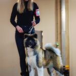 Akita amerykańska Amartami