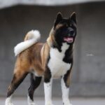 Mag Dogstar Teyran