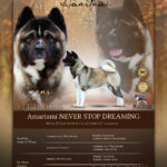 Stud dog American akita