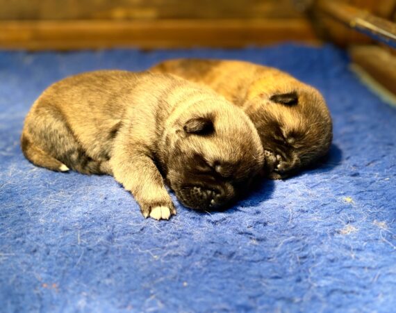 Amartami Puppies