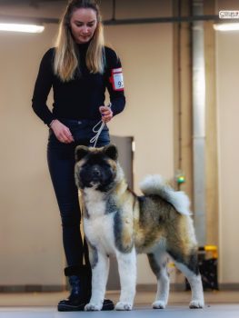 Akita amerykańska Amartami