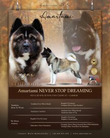 Stud dog American akita