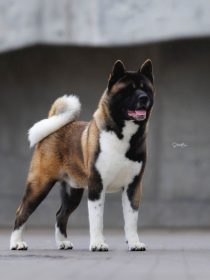 Mag Dogstar Teyran